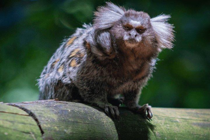ハイキングエコツアージャラグアパーク–サンパウロの信じられないほどの熱帯雨林の風景