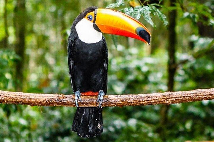 Guided Darien Jungle Experience - 6 Days / 5 Nights