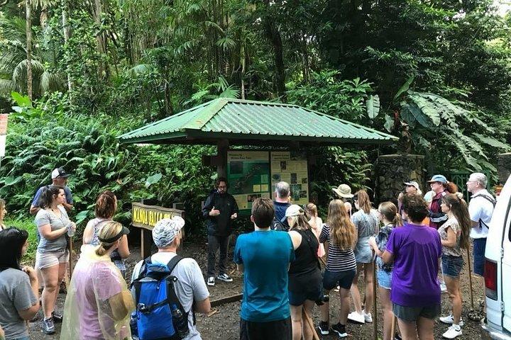オアフ島:マノアの滝熱帯雨林セルフガイドハイキング