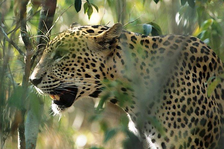 Sri Lanka Leopard Trail (15 N/ 16 D)