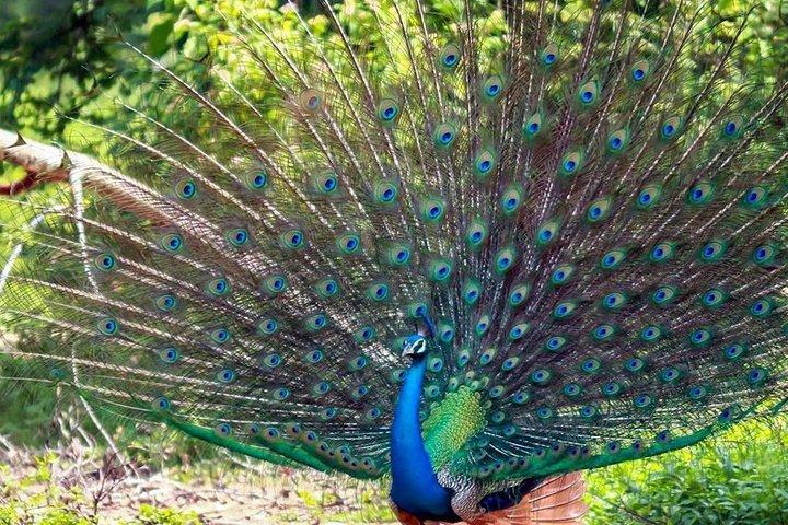 Sri Lanka Leopard Trail (15 N/ 16 D)