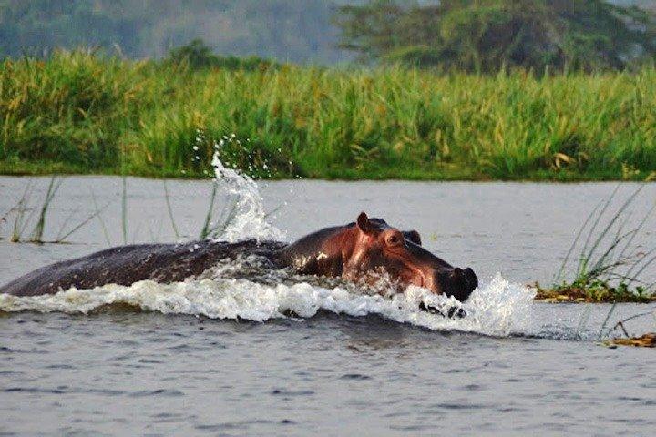 Tagesausflugssafari - Akagera Nationalpark mit optionaler Bootssafari auf dem Ihema-See