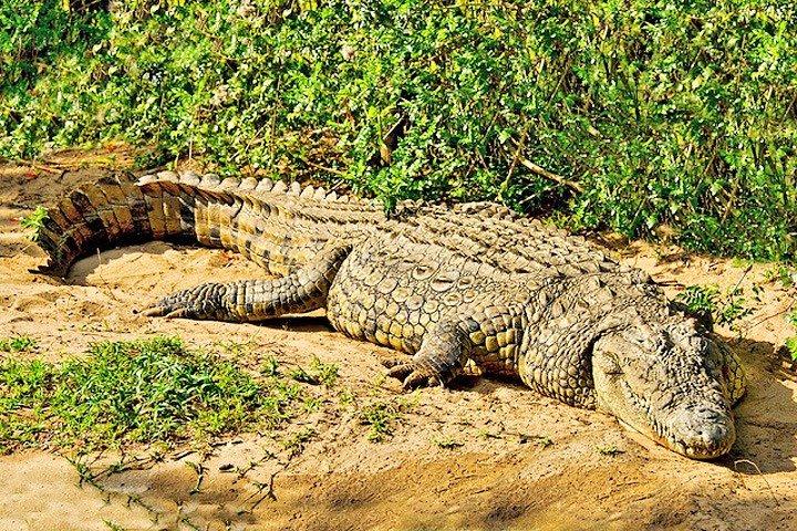 Tagesausflugssafari - Akagera Nationalpark mit optionaler Bootssafari auf dem Ihema-See
