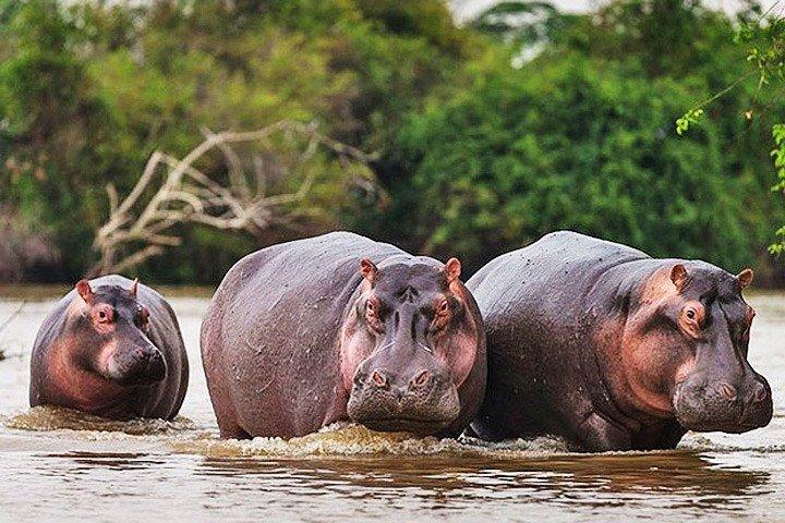 Safari di un giorno - Parco nazionale di Akagera con safari in barca sul lago Ihema opzionale