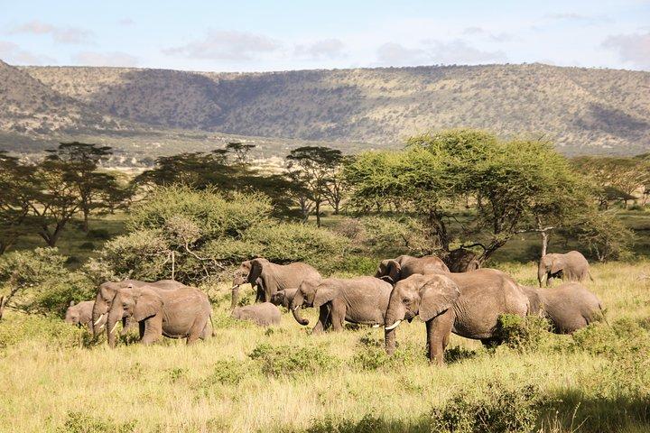 1-day Ngorongoro Crater Tanzania Sharing Joining group Safari