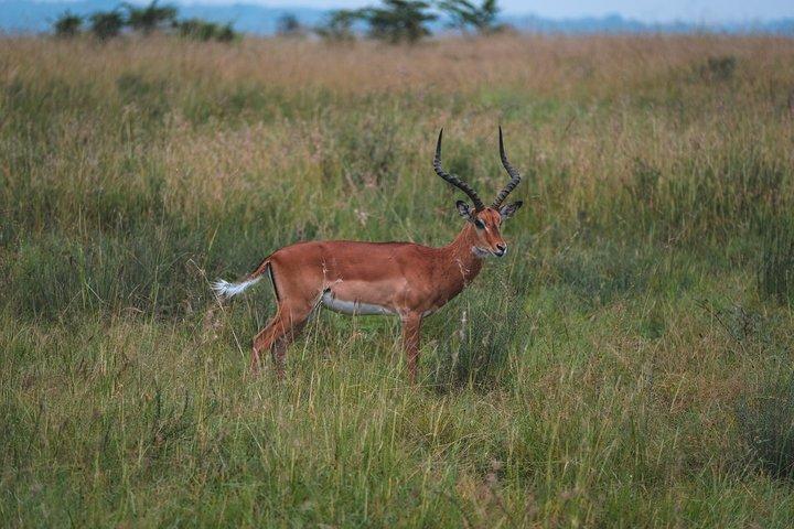 1-day Ngorongoro Crater Tanzania Sharing Joining group Safari