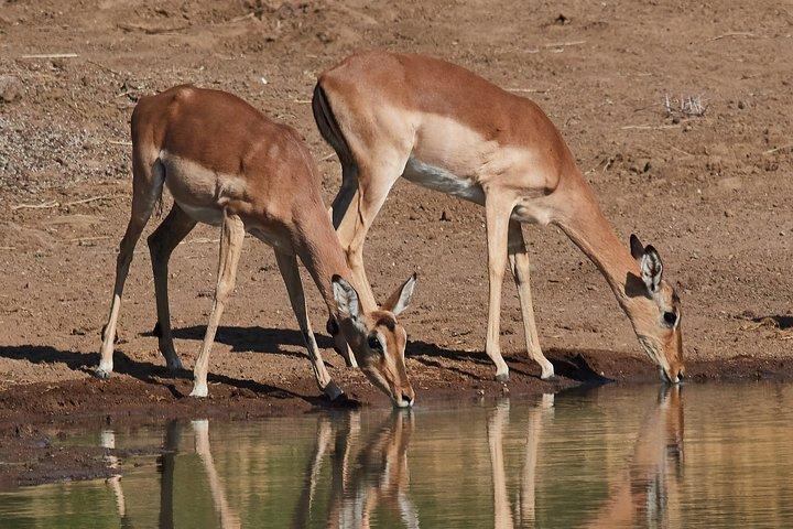 1-day Ngorongoro Crater Tanzania Sharing Joining group Safari