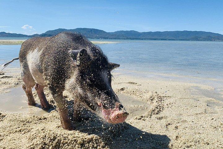 サムイ島からスピードボートでマドサム島とタン島でのシュノーケリングとカヤック旅行