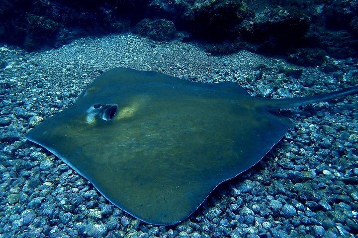 Tauchauffrischungskurs (halber Tag)