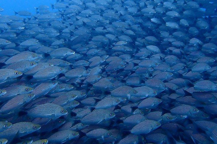 Scuba Refresher Course (half day)