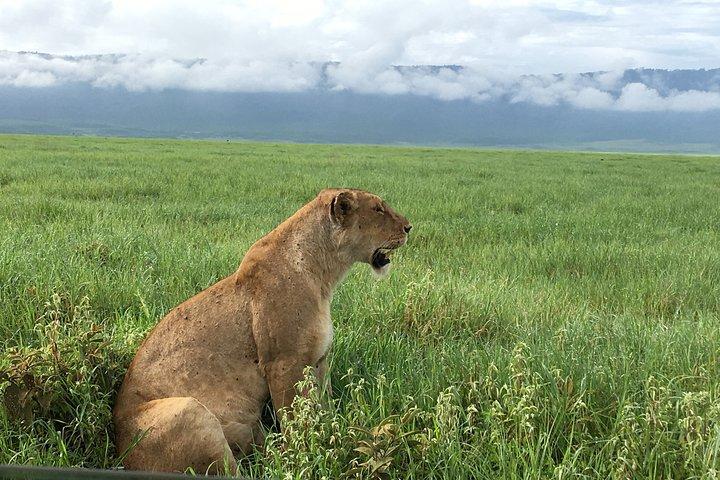 2 días Safari-Tarangire y Ngorongoro Crater
