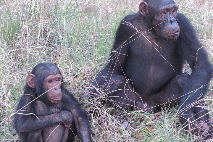 Caminhada de Chimpanzé no Parque Nacional de Gombe