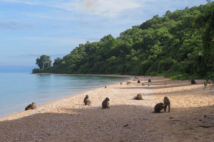 Caminhada de Chimpanzé no Parque Nacional de Gombe