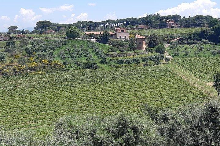 Castelli Romani vintur