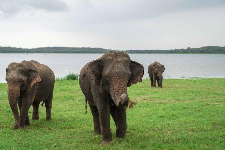 Safari compartilhado no Parque Nacional Kaudulla