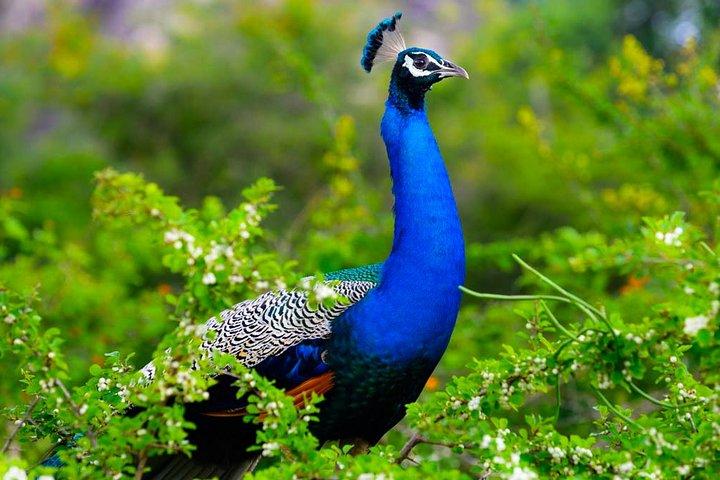 Safari compartilhado no Parque Nacional Kaudulla