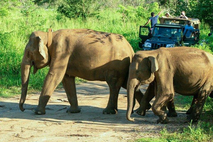 Hurulu Eco Park Privat Safari med Naturalist