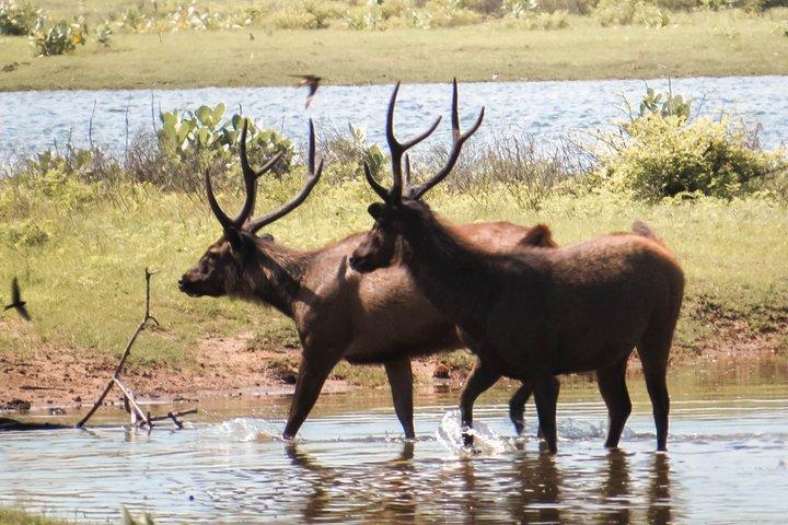 Private Safari im Yala-Nationalpark