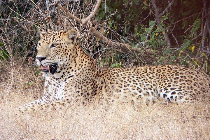 Yala Leopard Safari von Hambantota & Rückkehr