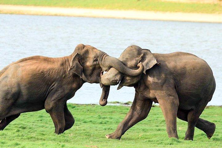 マウントラビニアからのウダワラウェ国立公園サファリ