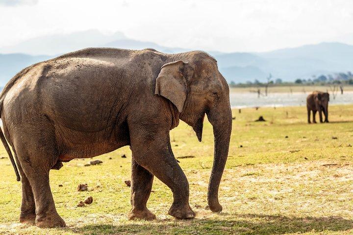 Safari nel parco nazionale Udawalawe di Mirissa