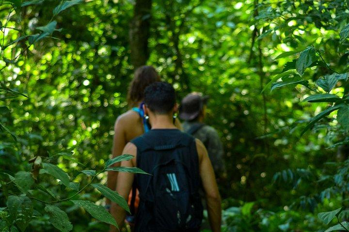 Bathing in the Forest Trail in Foz do Iguaçu