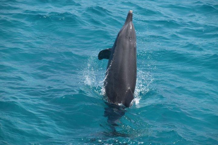 Dolphin House avec déjeuner en bateau de Hurghada