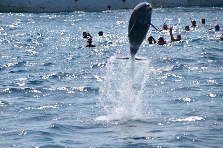 フルガダからボートで昼食付きドルフィンハウス