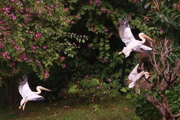 長隆サファリパークへの広州プライベートデイツアー