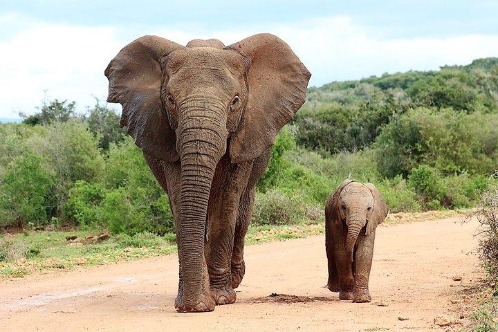 Escursione a terra Navi da crociera Port Elizabeth, Addo Elephant Park