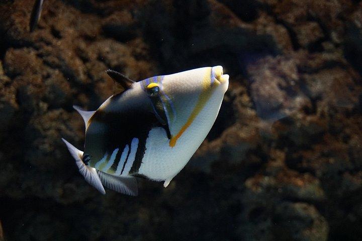 Seville Aquarium Admission Ticket