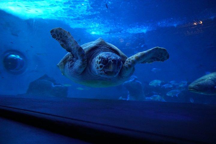 Entreebewijs voor het Sevilla Aquarium