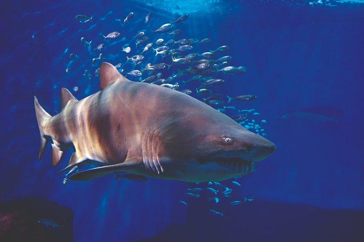 Entreebewijs voor het Sevilla Aquarium