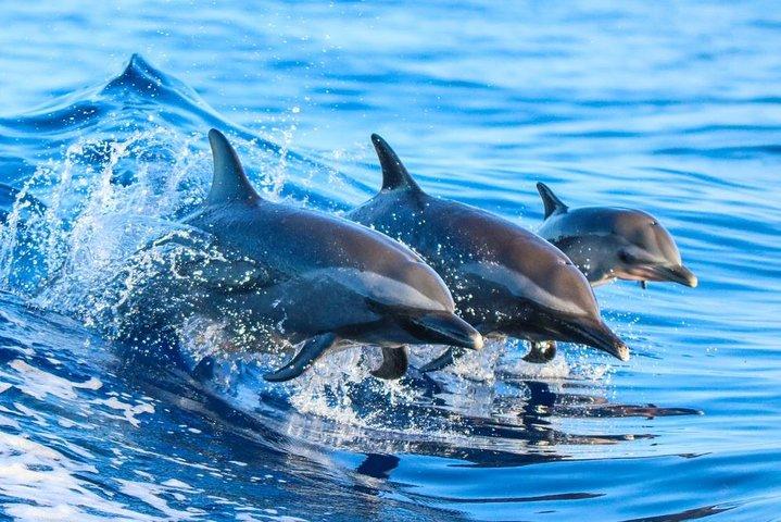Delfinbeobachtungsaktivität mit Schnorcheln in Hurghada