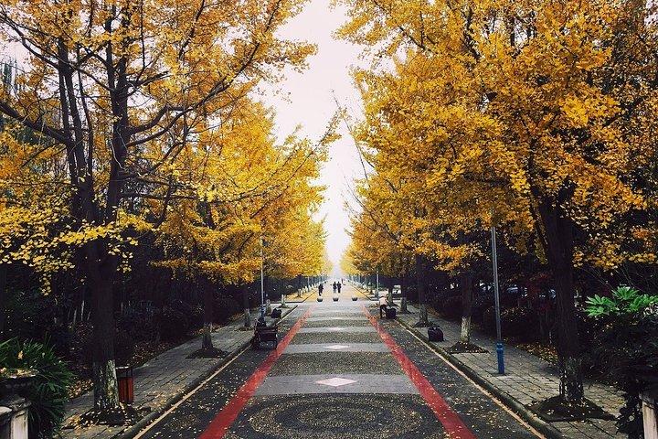 Visite à pied du meilleur de Chengdu