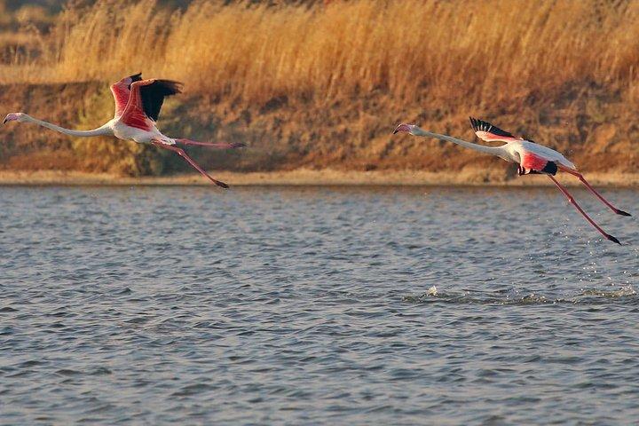 Excursion privée en bateau à Ria Formosa à Olhão