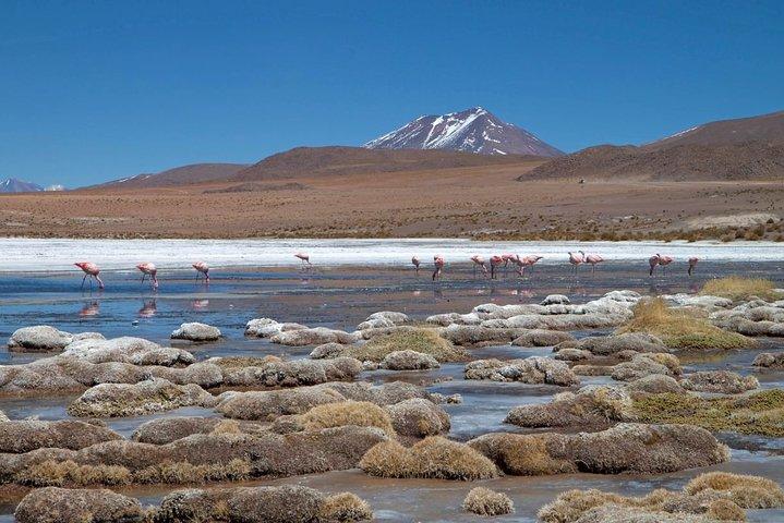 Esperienza di 4 giorni presso l'Uyuni Salt Flat da San Pedro de Atacama