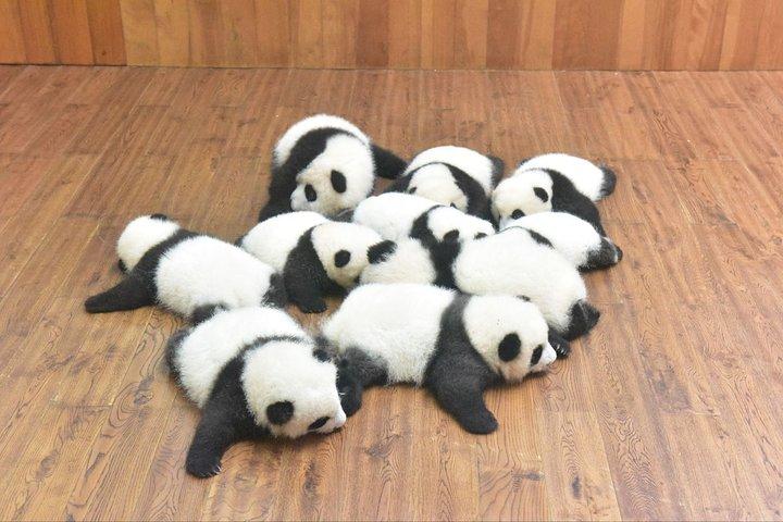 Excursion privée : visite du Centre de recherche et d'élevage du panda géant de Chengdu