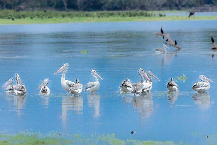ギャルオヤ国立公園サファリ