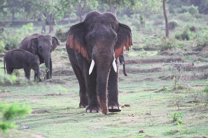 Safari privato nel parco nazionale del Kalawewa
