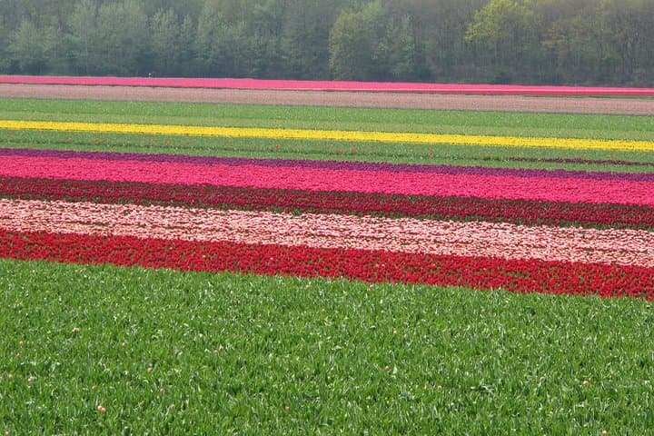 Countryside of Amsterdam Private tour