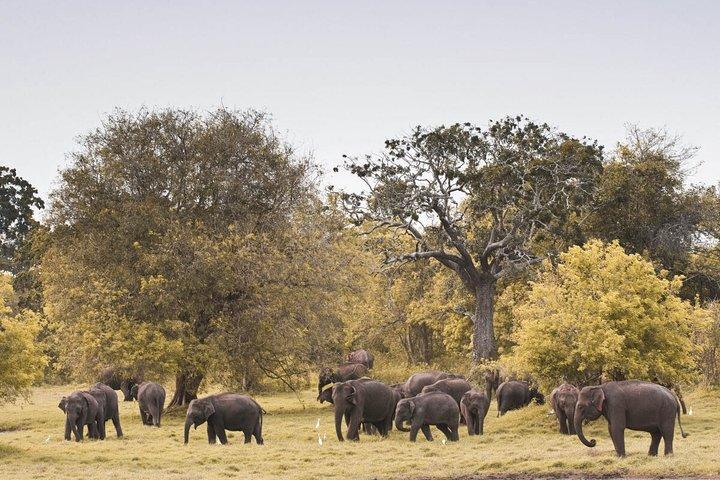 The Great Elephant Gathering Private Safari fra Minneriya