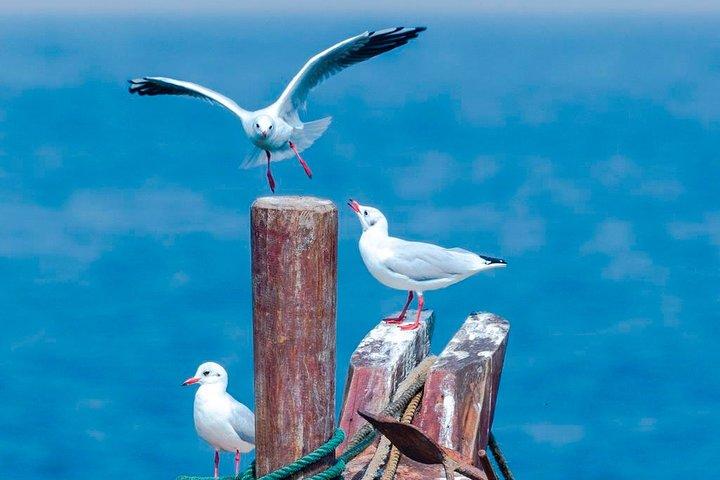 Tour privato stagionale di Beidaihe da Pechino con Birding Experience