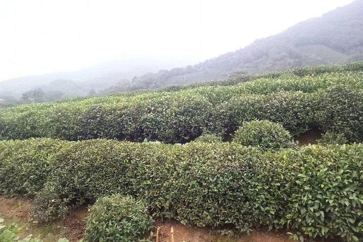 Excursão privada de um dia para Hangzhou saindo de Xangai: Lago Xihu, Templo Lingyin e muito mais