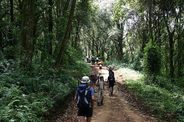 Mt. Kilimanjaro 6-dages vandring - Marangu-ruten