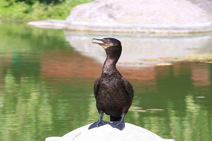 ブエノスアイレスのプライベートツアー、パレルモ、日本庭園、植物園を探索