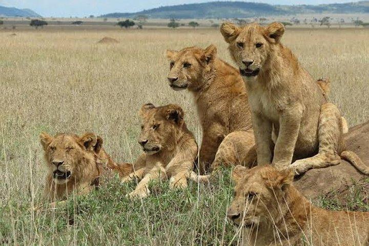 Arusha : 5 Días - Tarangire, Serengeti, Ngorongoro Big five Safari