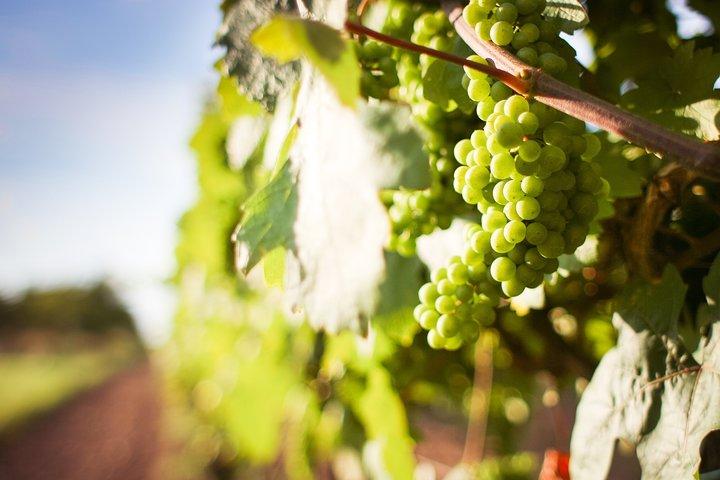 Visite privée d'une journée complète des vignobles et de la culture Paarl, Stellenbosch et Franschoek