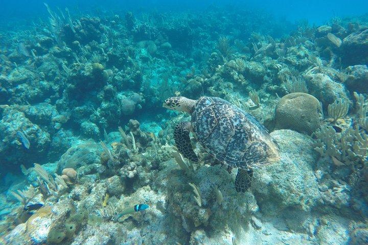 Roatan Pferderücken und Glasbodenboot Tour