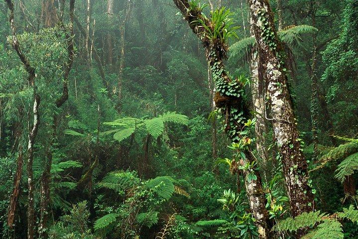Birdwatching Walk in Sinharaja Rainforest from Colombo